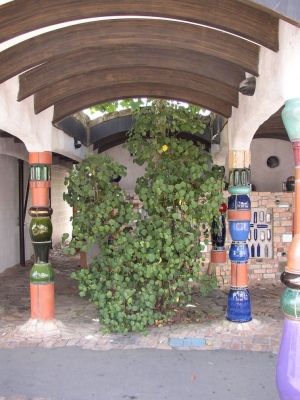 kawakawa14.jpg
