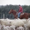 shepherd.jpg