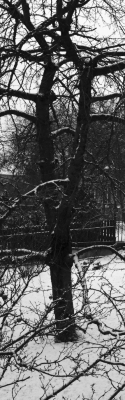 cherrytree.jpg