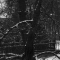 cherrytree.jpg