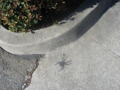 Sidewalk spider Sidewalk spider