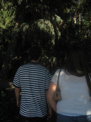 Into the woods Into the woods