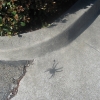 Sidewalk spider