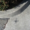 Sidewalk spider