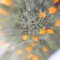 Blooms