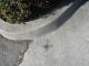 Sidewalk spider