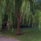 The Taking Tree by carry_me_Zaddy The Taking Tree by carry_me_Zaddy
