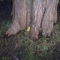 Taking Tree 23