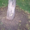 Taking Tree 30