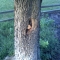 Taking Tree 20