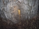 Taking Tree 21