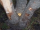 Taking Tree 11