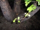 Taking Tree 12