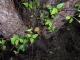 Taking Tree 14