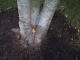 Taking Tree 16