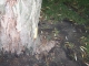 Taking Tree 22