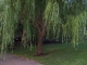 Taking Tree 01