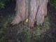 Taking Tree 23