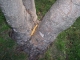 Taking Tree 24