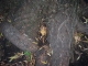 Taking Tree 17