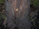 Taking Tree 25