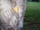Taking Tree 18