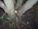 Taking Tree 19