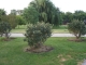 Taking Tree 26