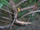 Taking Tree 27