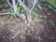 Taking Tree 29