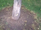 Taking Tree 30