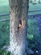 Taking Tree 20