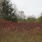 Sumac!