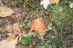 The Prettiest Leaf in the Woods