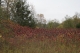 Sumac!