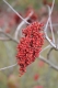 Yay!  Sumac!