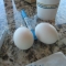 The Eggs.