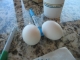 The Eggs.