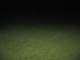 more grass
