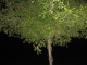 A tree