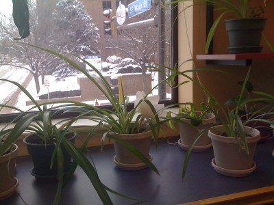 you remember all the spiders, don't you?