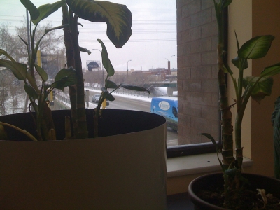 there were sixteen plants in all