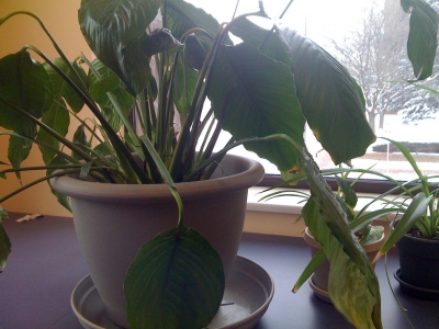 spathiphyllium spathiphyllium