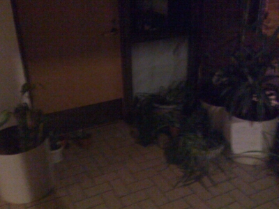 sixteen plants donated!