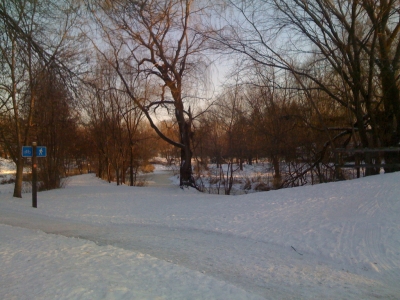 trees seven and eight