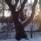 tree seven
