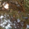 tree nine