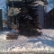 Tree six