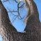tree four