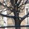 tree five